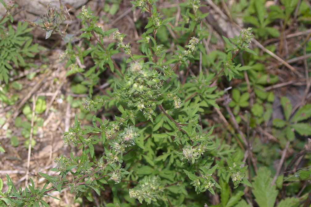 Ambrosia artemisiifolia / Ambrosia con foglie di Artemisia